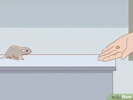 Image titled Teach a Rat Its Name Step 4