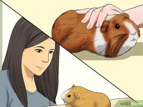 Image titled Diagnose Heatstroke in Guinea Pigs Step 8