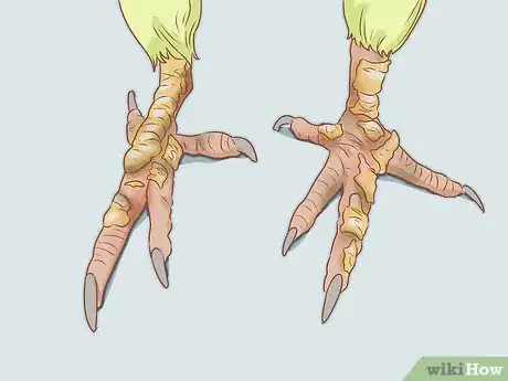 Image titled Tell if Your Bird Has Mites Step 2
