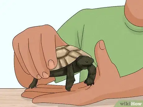 Image titled Handle a Tortoise Step 7