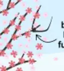 Grow a Cherry Blossom Tree