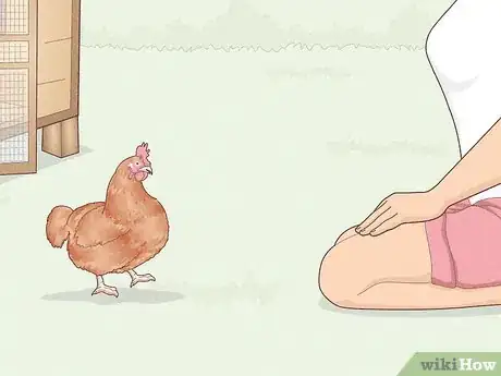Image titled Earn Your Chicken's Trust Step 8
