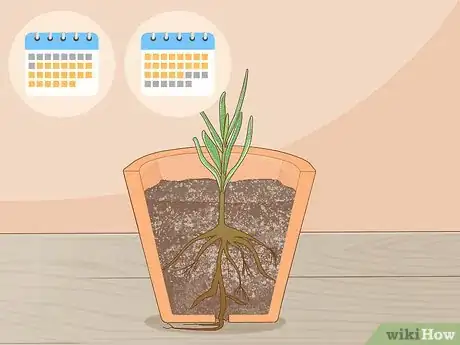 Image titled Grow Lavender from Cuttings Step 14