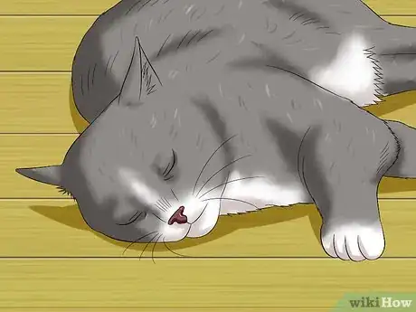 Image titled Help a Cat Not Throw Up Step 9