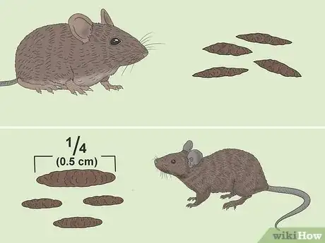 Image titled Field Mouse vs House Mouse Step 3
