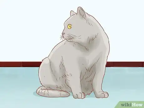 Image titled Identify a Chartreux Cat Step 1