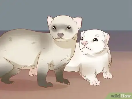 Image titled Make Your Ferret Happy Step 1
