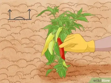 Image titled When to Pick Banana Peppers Step 5