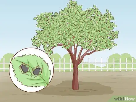 Image titled Deal with Cherry Tree Pests Step 1