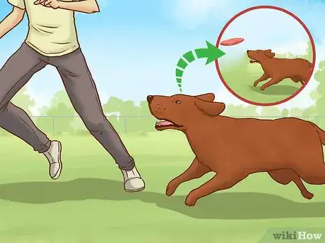 Image titled Get Your Dog's Attention Step 15