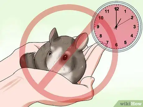 Image titled Tame Your Chinchilla Step 9