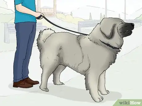 Image titled Identify a Caucasian Shepherd Dog Step 12