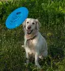 Teach a Dog How to Catch a Frisbee