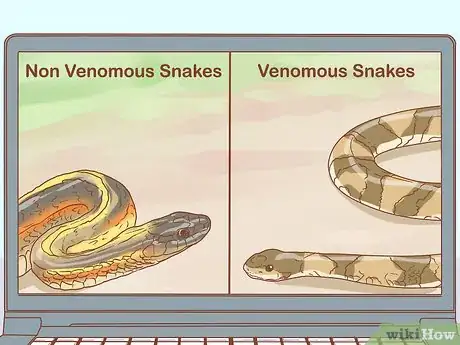 Image titled Differentiate Between Poisonous Snakes and Non Poisonous Snakes Step 6