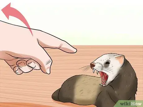 Image titled Train a Ferret Not to Bite Step 9