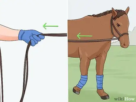 Image titled Lunge a Horse Step 14