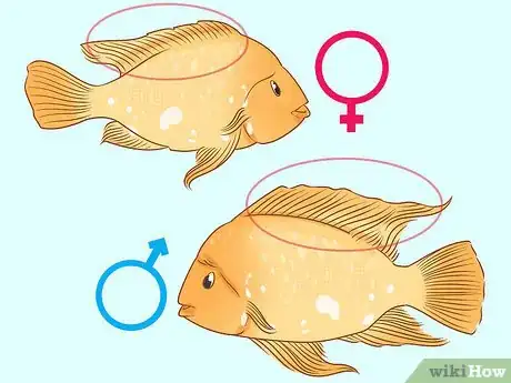 Image titled Determine the Sex of a Fish Step 4