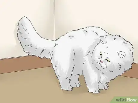 Image titled Identify a Persian Cat Step 5