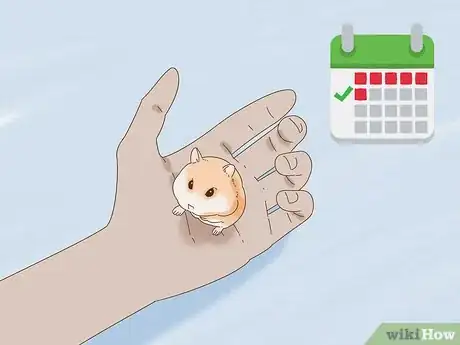 Image titled Train a Dwarf Hamster to Recognize Its Name Step 10