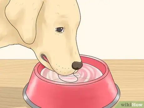 Image titled Care for a Labrador Retriever Step 2