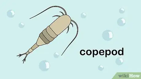 Image titled Grow Copepods Step 7