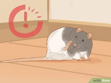 Image titled Train Your Rat to Do Tricks Step 7