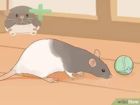 Image titled Train Your Rat to Do Tricks Step 8