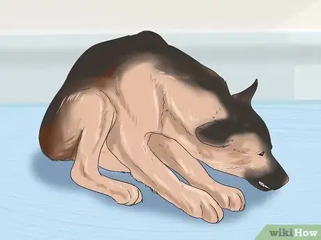 Image titled Know If Your Dog Has Cancer Step 4