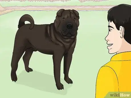 Image titled Identify a Shar‐Pei Step 13