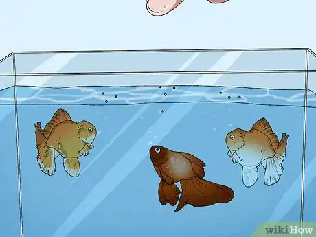 Image titled Feed Fish Step 11