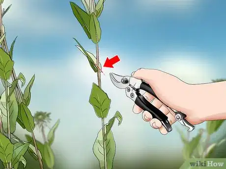 Image titled Harvest Echinacea Step 2