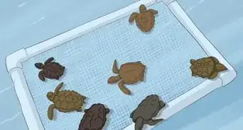 Breed Turtles