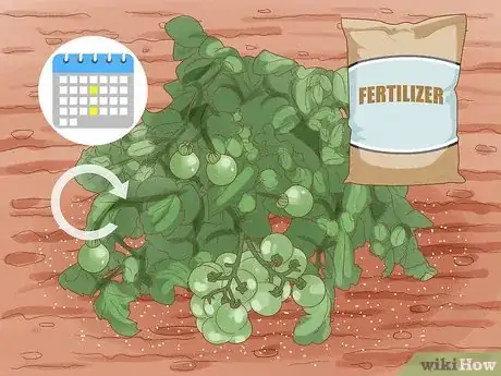 Image titled Fertilize Tomatoes Often Enough Step 6