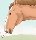 Talk to Your Horse