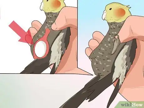 Image titled Get Your Cockatiel to Stop Laying Eggs Step 11