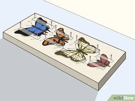 Image titled Prepare Insects for Pinning Step 22
