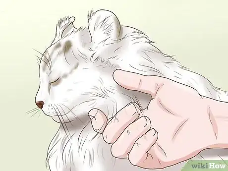 Image titled Identify an American Curl Cat Step 3