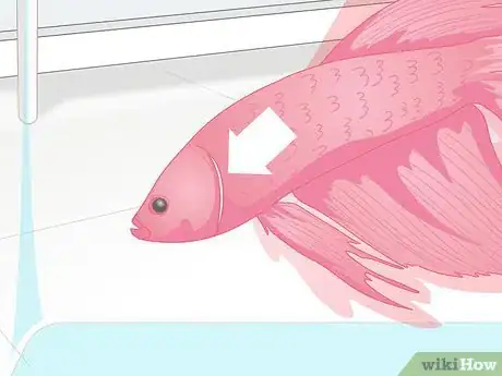 Image titled Pick a Betta Fish Step 7