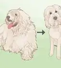 Know How Much to Tip a Dog Groomer