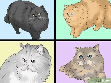 Image titled Identify a Persian Cat Step 4