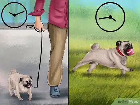 Image titled Care for a Pug Step 7