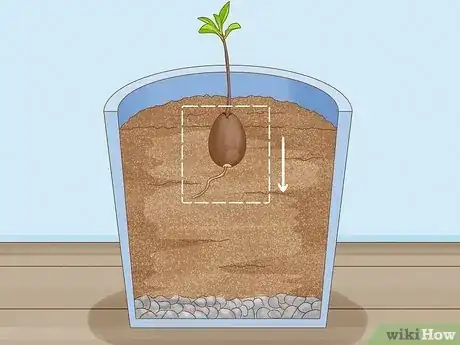 Image titled Grow Avocados as Houseplants Step 15