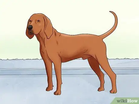 Image titled Identify a Redbone Coonhound Step 7