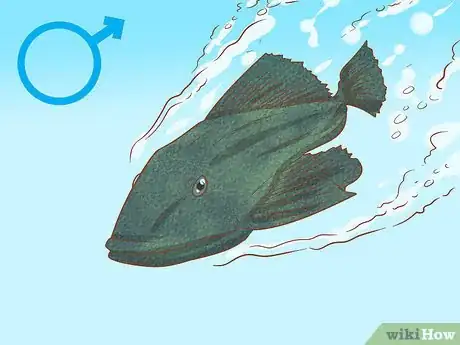 Image titled Determine the Sex of a Fish Step 6