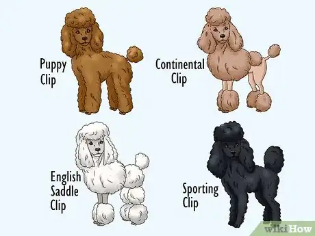 Image titled Identify a Poodle Step 9