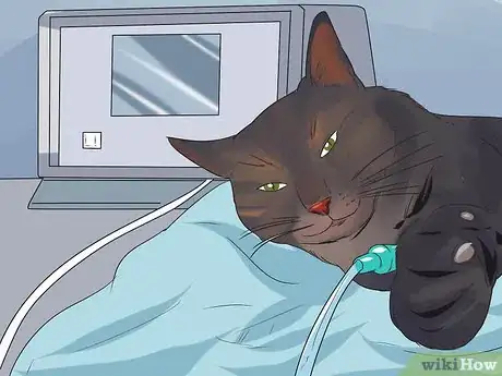 Image titled Treat Feline Cancer Step 8