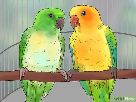 Image titled Bond a Pair of Conures Step 8