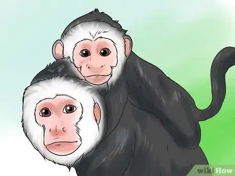 Image titled Keep Capuchin Monkeys As Pets Step 5