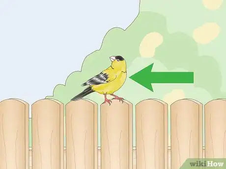 Image titled Identify a Finch Step 18