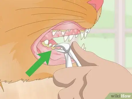Image titled Treat Your Cat's Dental Problems Step 5